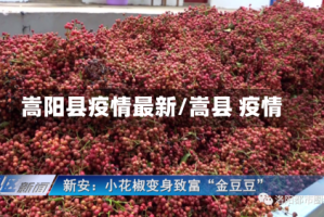 嵩阳县疫情最新/嵩县 疫情