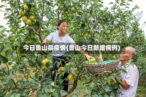 今日鲁山县疫情(鲁山今日新增病例)-第2张图片